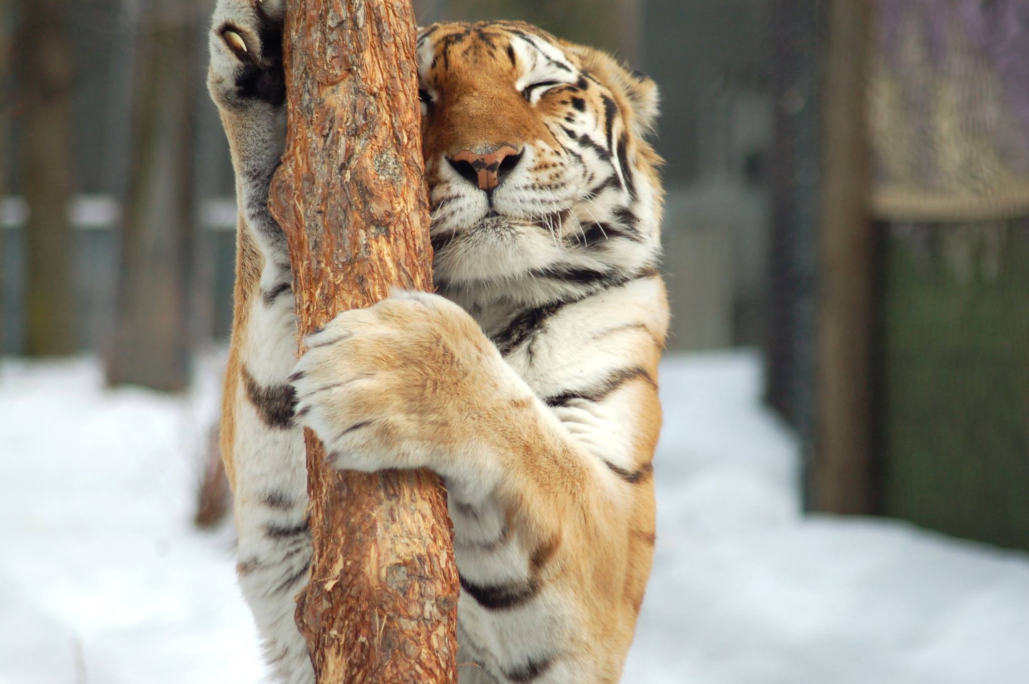 L’INSTANT ZOO L’HIVER  - Golf Château Bromont