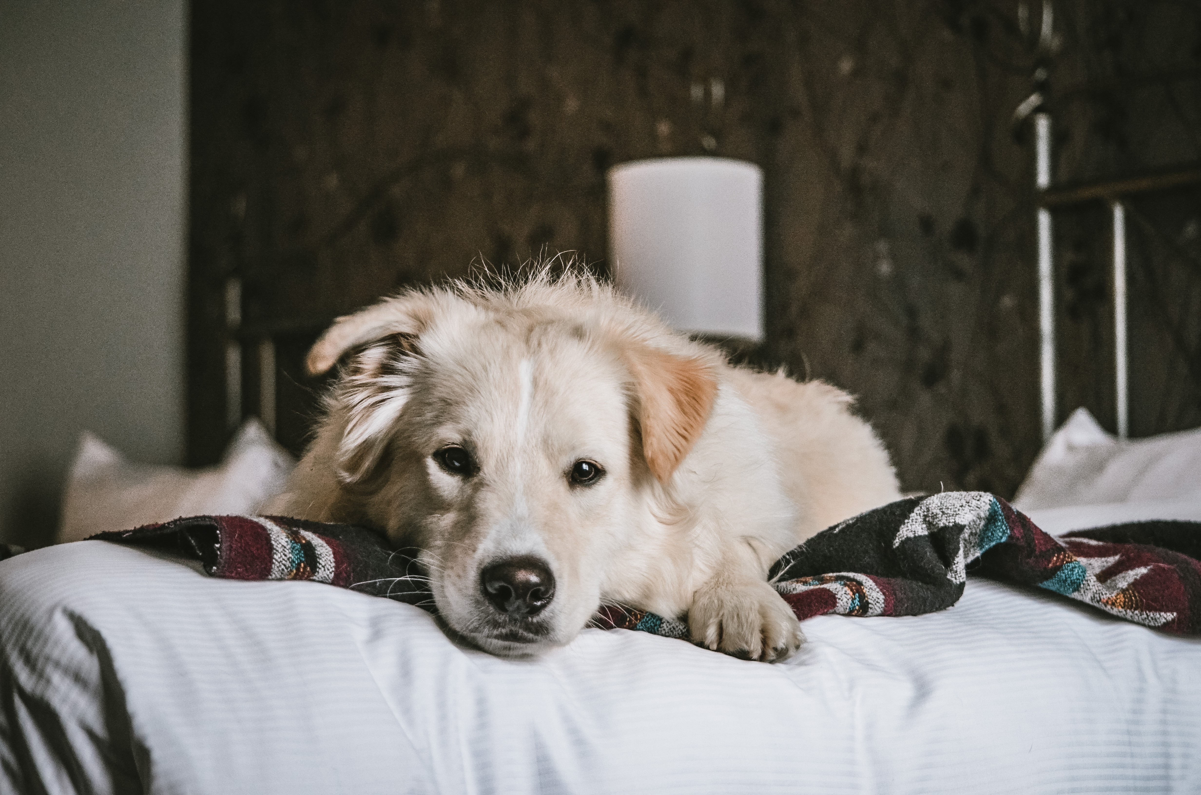 Dog-Chien-Charlot